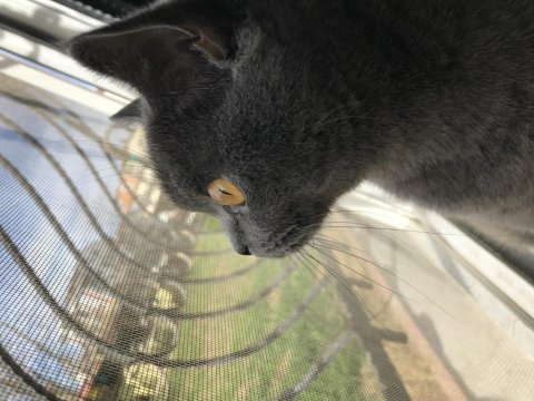 2 yaşında dişi british shorthair