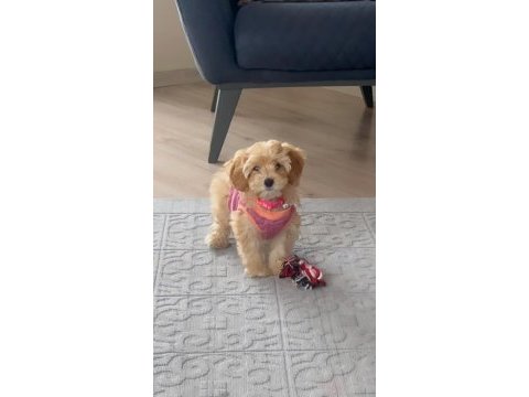Güzel kızımız kaju maltipoo