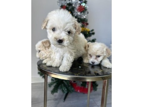 Maltese terriyer köpekler