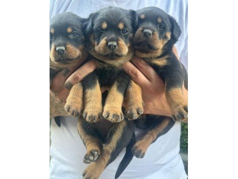 Macar rottweiler yabrular