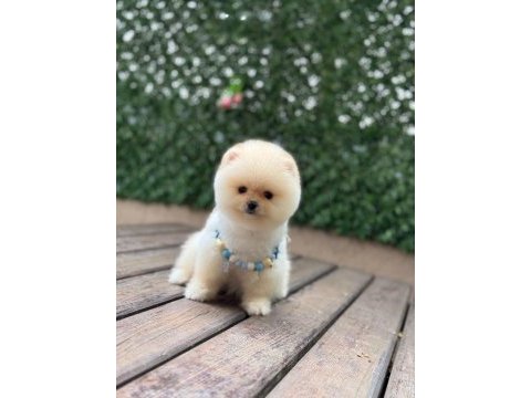 Show kalite pomeranian boo yavrular