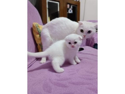 Seceresi temiz ve kaliteli scottish fold yavrular