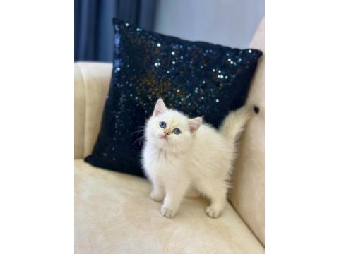 A kalite safkan british shorthair goldenpoint dişi
