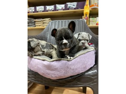 Erkek dişi french bulldog köpekler