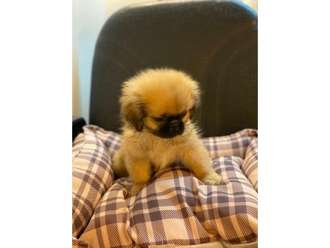 Emperyal pekingesse