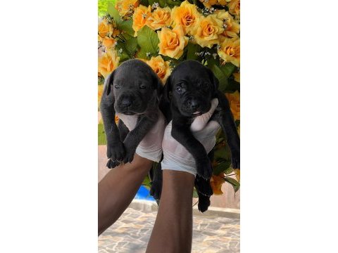 Cane corso yavrularımız büyüdü