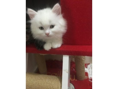 Pamuk babasının british longhair yavruları