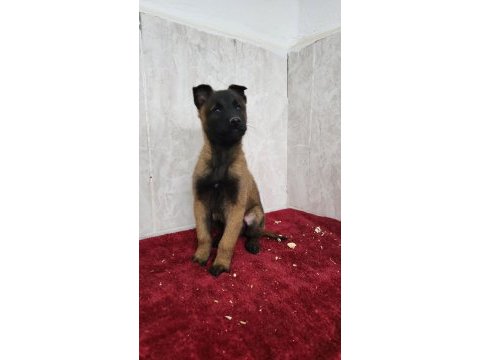 Efsane malinois yavruları