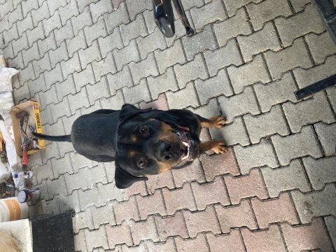 1.5 yaşında erkek safkan rottweiler