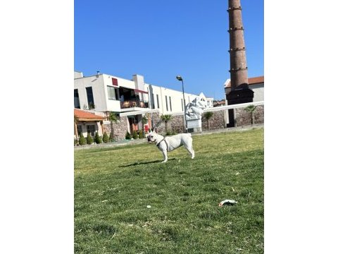Sağlıklı,ırk garantili french bulldog yavrusu