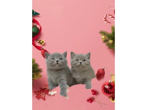 Sevimli british shorthair kedisib