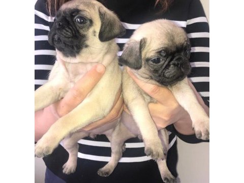 Pug bebişler