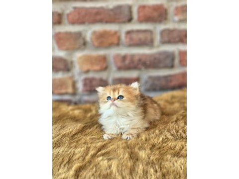 British longhair