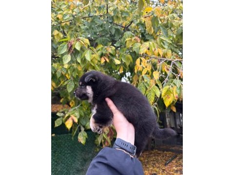 Safkan shiba ınu yavruları sevimli tilki suratlar