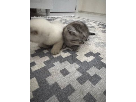 Evcil yavru british shorthair