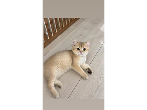 Golden british shorthair dişi aile arıyor