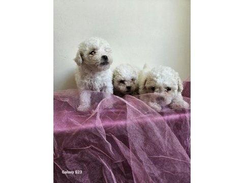 Maltipoo bebişler