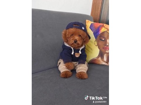 Toy poodle erkek yavru kedimiz