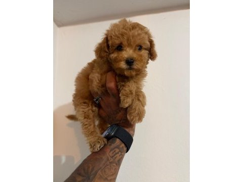 Toy poodle bebekler