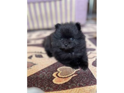 4 aylık erkek pomeranian yavrularımız