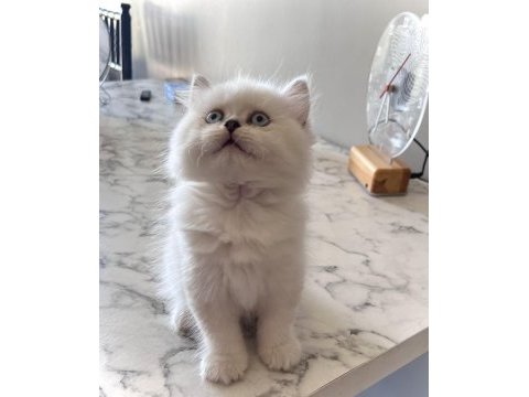 British longhair erkek yavru
