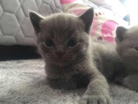 Scottish fold yavrular