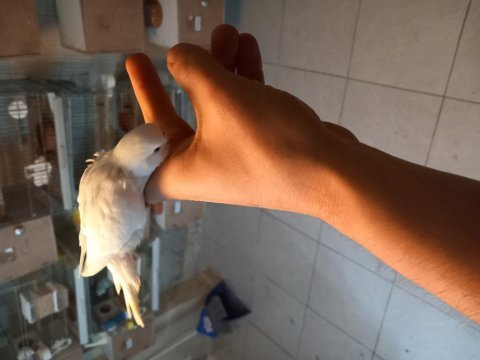 Yeni yeme düşmüş muhabbet kuşu bebeklerim