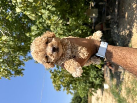 Orijinal maltipoo köpeği yavrular