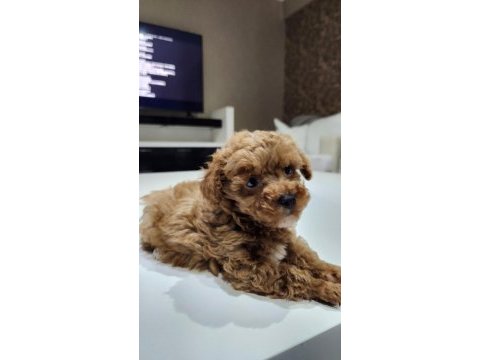 500 gram micro teacup yavruları orjinal ve safkan poodle
