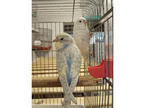 Yeni yeme düşmüş bebek muhabbet kuşları