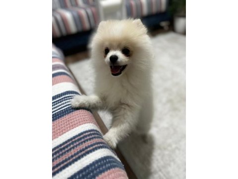 5 aylık aşılar tam erkek eğitimli pomeranian