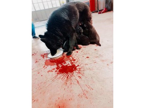 Siyah alman çoban köpeği