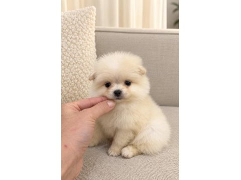 Pomeranian boo mini boy erkek