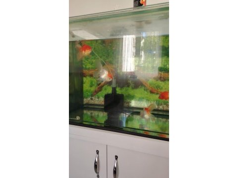 Oranda yavruları