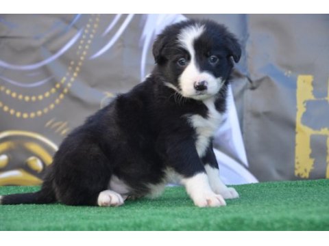Safkan border collie ırk garantili yavrular