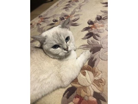 1 yaşında dişi british shorthair kızımız