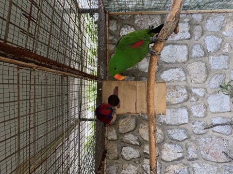 Resmi belgeli yavru veren konuşan eclectus çift papağanı