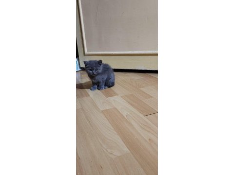 British shorthair dişi yavrumuz