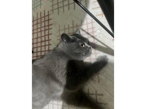 British shorthair 4 yaşında