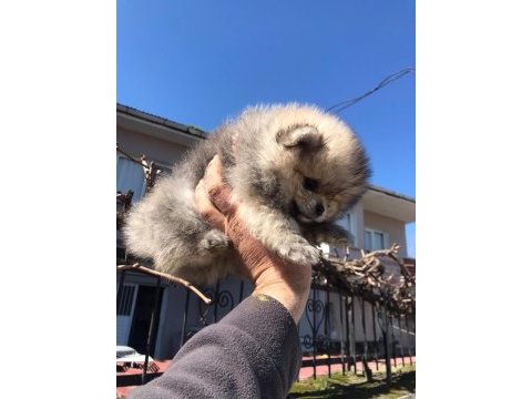 Pomeranian boo yavrular