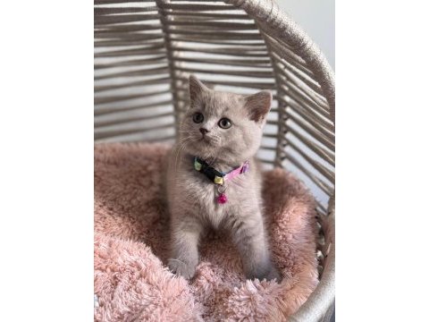 A kalite ayıcık british shorthair yavrular