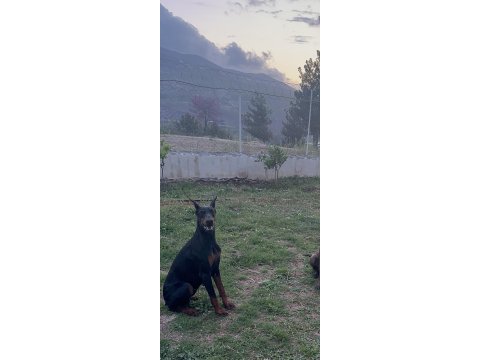 2 yaşında üretim izinli şecereli dişi doberman arayanlara