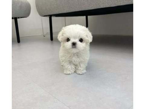 Emsalsiz tea cup morkie bebekler