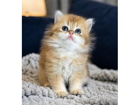 British shorthair ve longhair golden yavrular