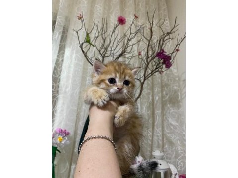 Çekirdek ailesine bir can kedi katmak isteyenler burada mı