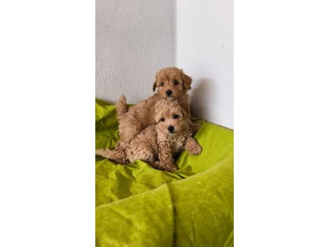 Maltipoo bebeklerimiz