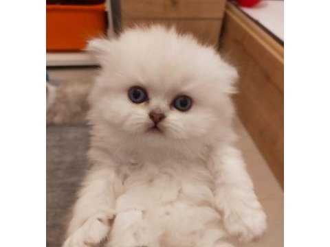 Scottish straight longhair pamuk bebek