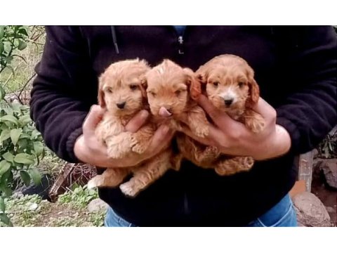 Muhteşem red maltipoo 2 dişi ve 1 erkek