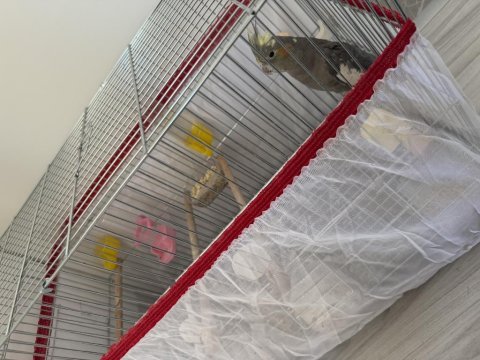 Sultan papağanı isteyene konuşuyor