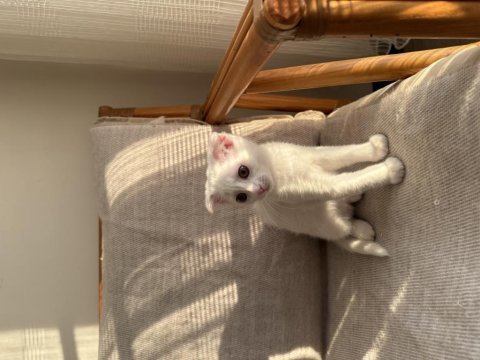 Ücretsiz sahiplendirme scottish fold